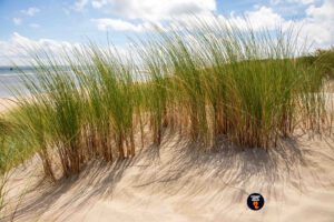 Helmgras en duinen in zonlicht - Strandfotograaf